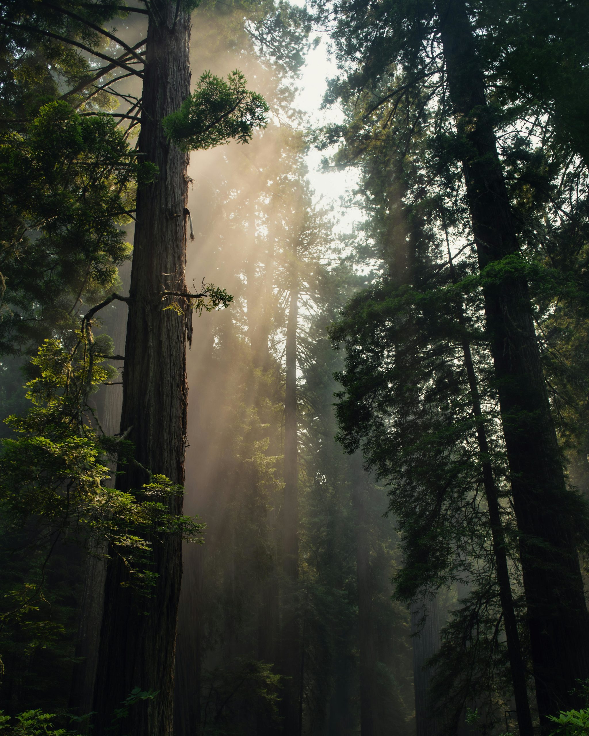 PacificNWForest.c